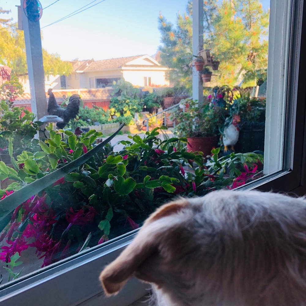 Meet your Posher, Daniela